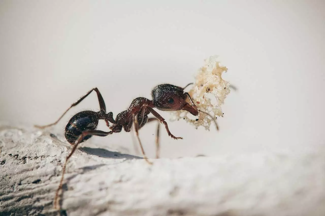 How to get rid of ants?