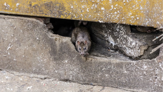 seen-a-rat