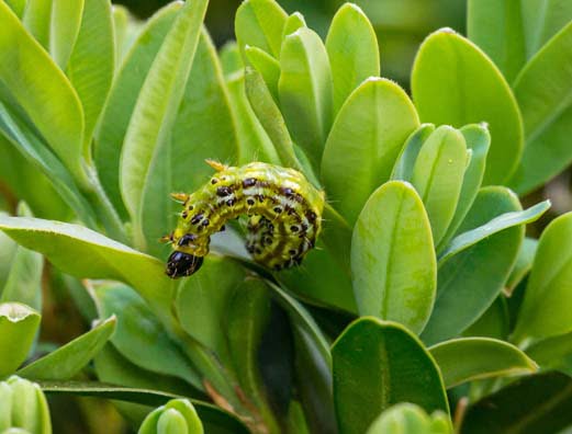 box tree control