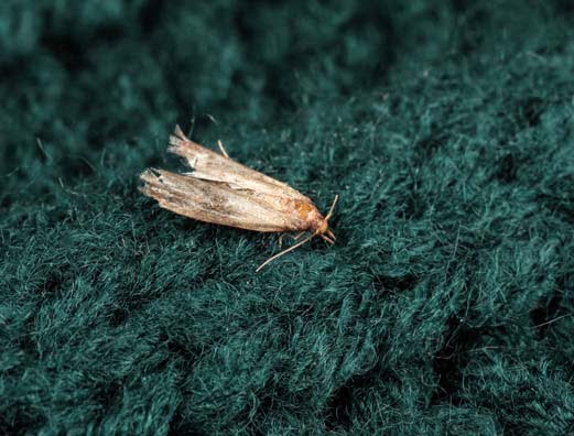 moth on clothes