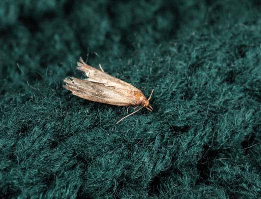 https://www.environpestcontrol.co.uk/wp-content/uploads/2022/04/moth-on-clothes.jpg