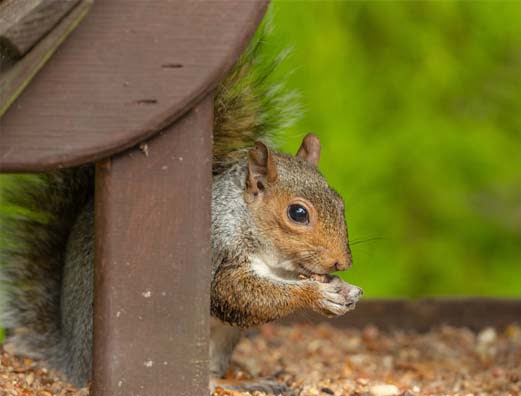 squirrel control