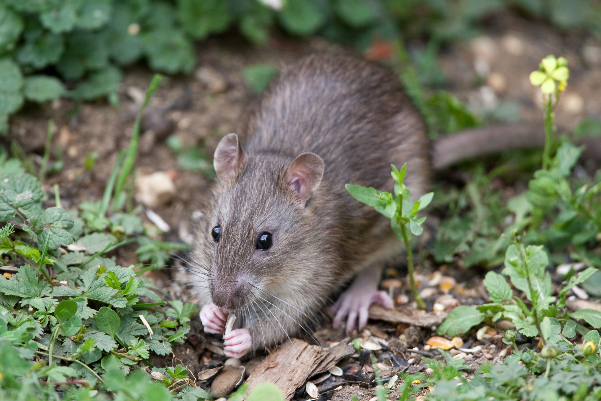 Growing UK Rat Infestations | Environ Pest Control London
