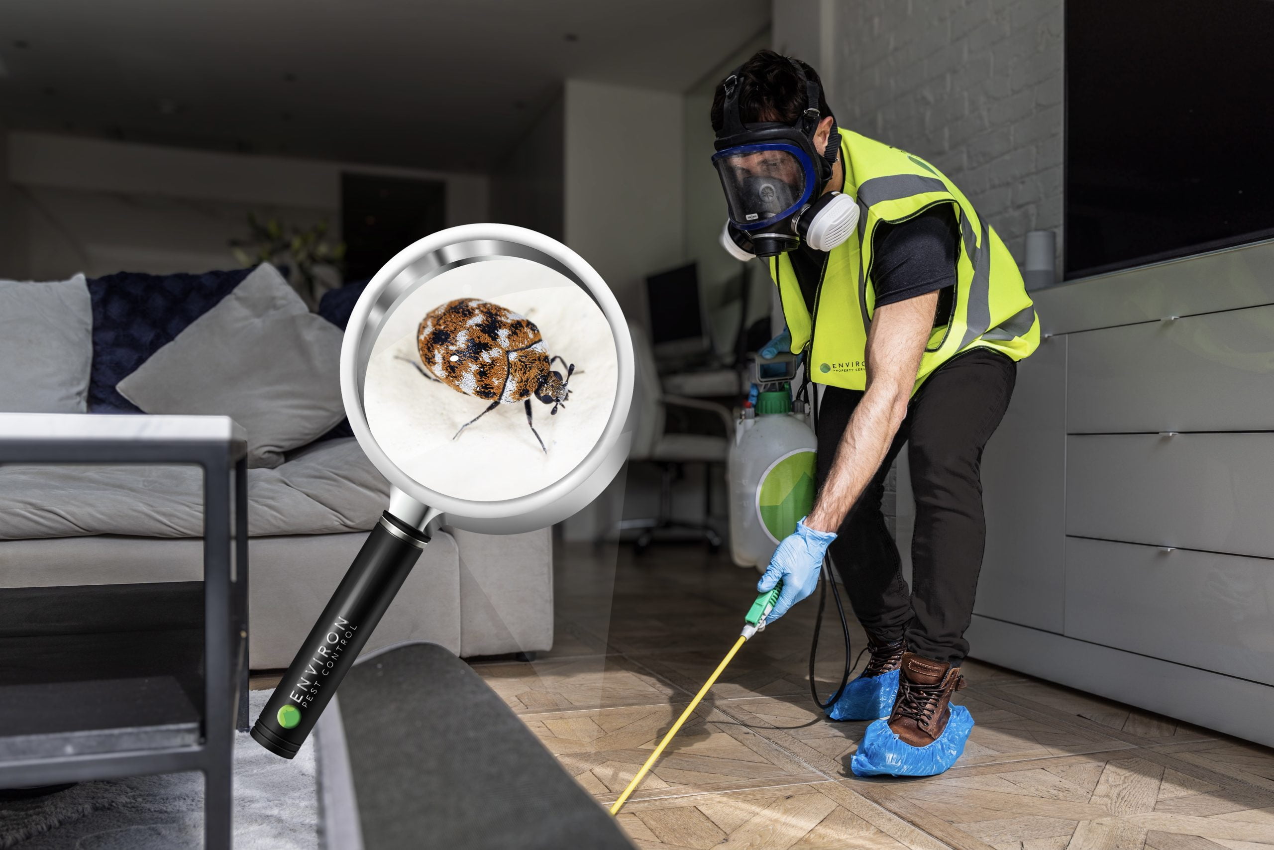 Carpet Beetle Control