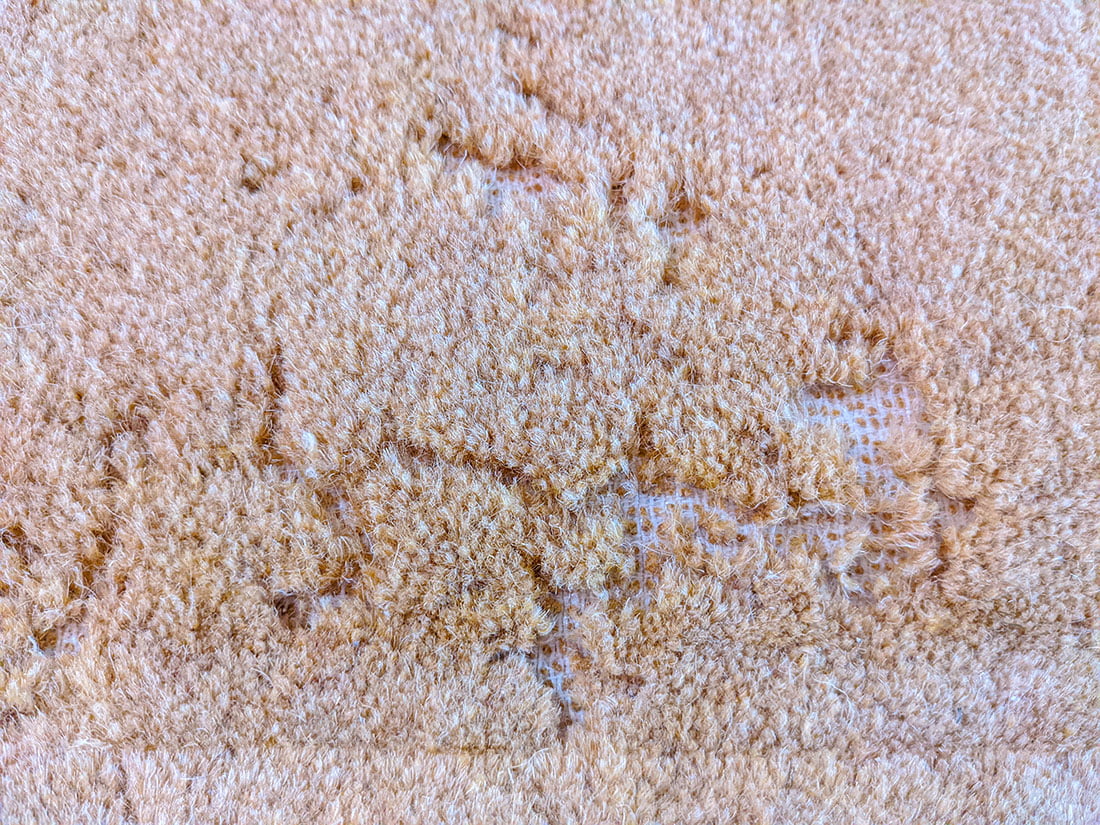 Pest control and how to handle cloth moths infestation in carpet