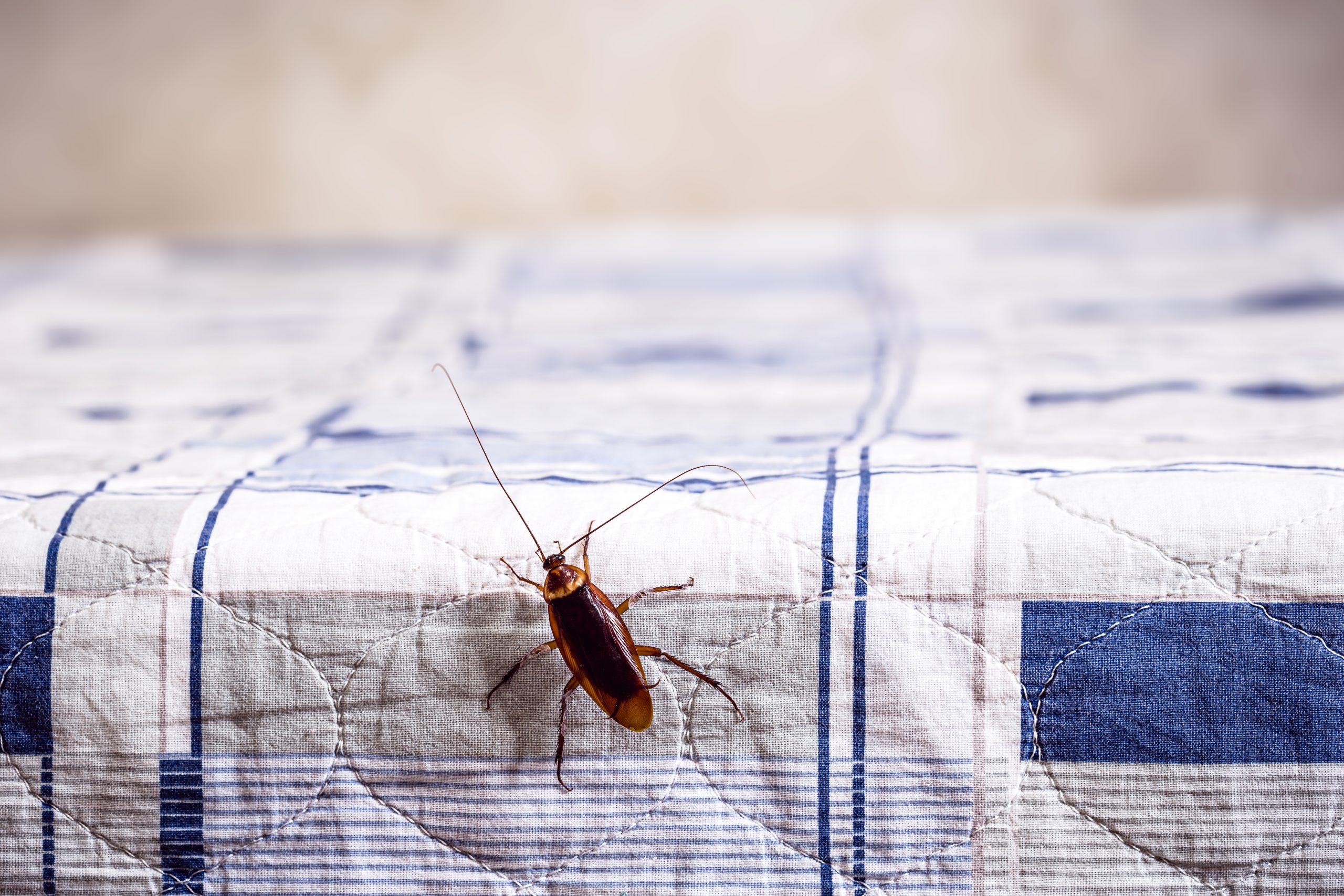 bed bug pest control