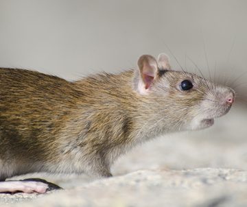 house mouse pest control