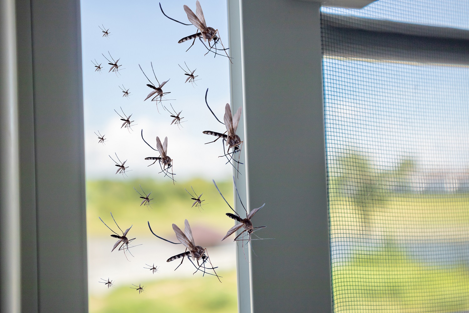pest control