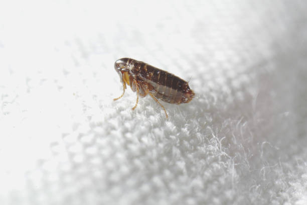 how to get rid of a flea in london - 2026 guide